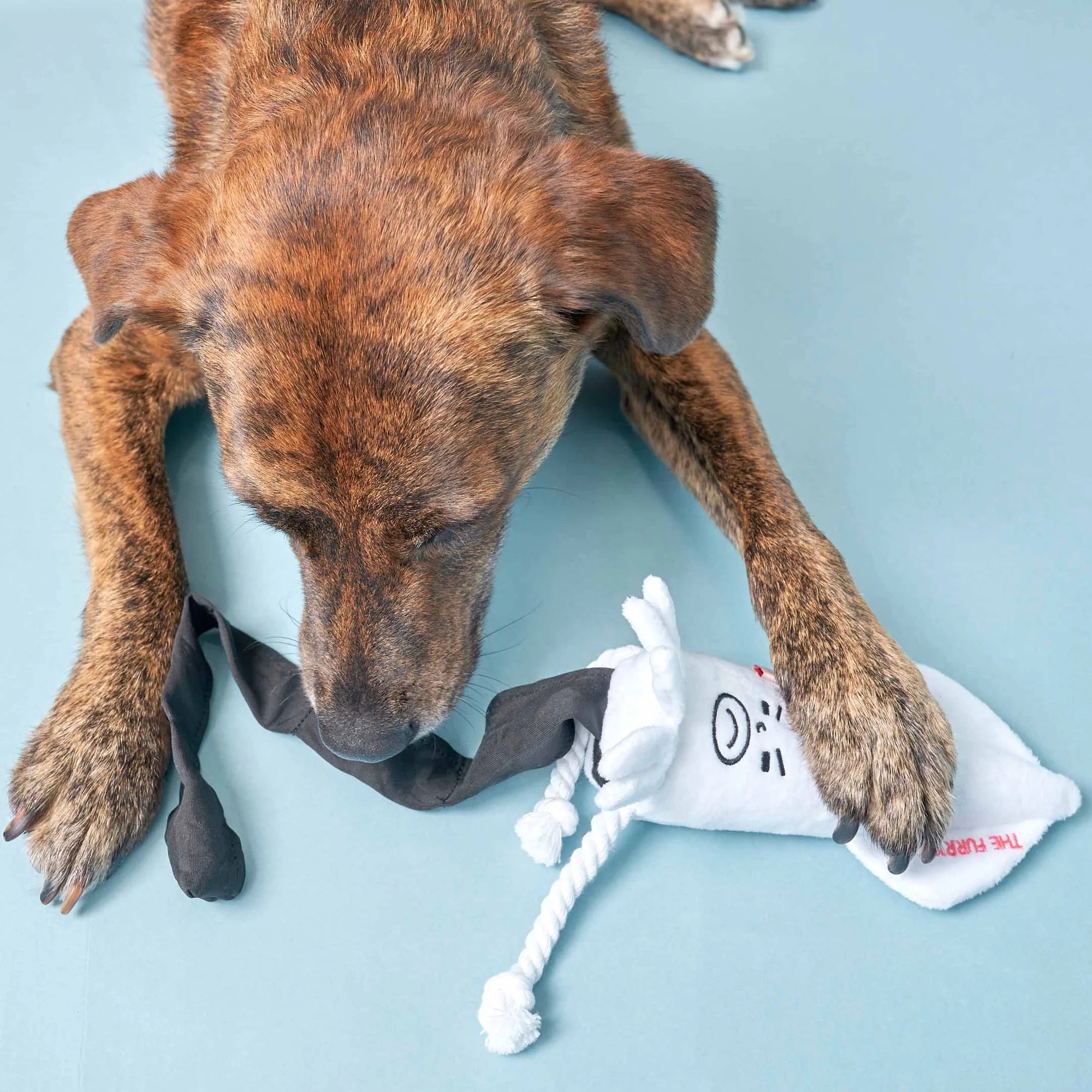 Calamari Nosework
