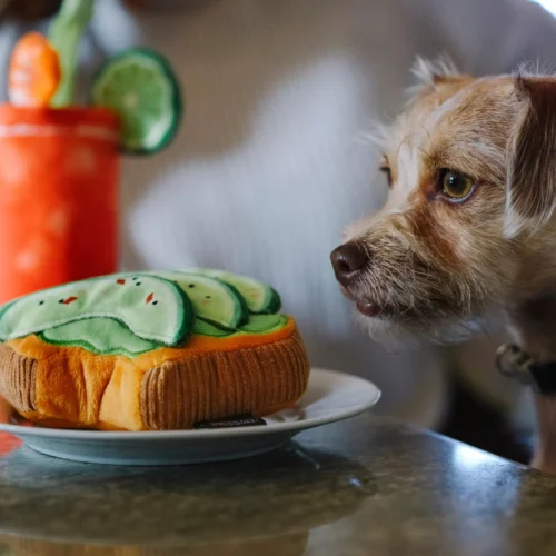 PLAY Barking Brunch Collection Avo-doggo Toast